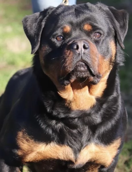 rottweiler con pedigree enci CUCCIOLI DISPONIBILI | Foto 0