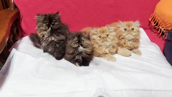 Cuccioli di Persiano
