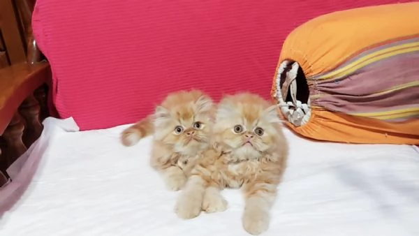 Cuccioli di Persiano | Foto 3