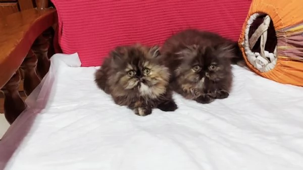 Cuccioli di Persiano | Foto 0