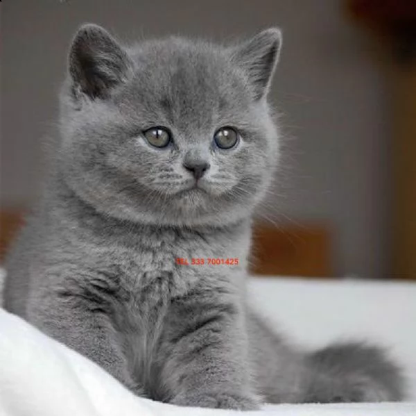 british shorthair cuccioli disponibili subito | Foto 26