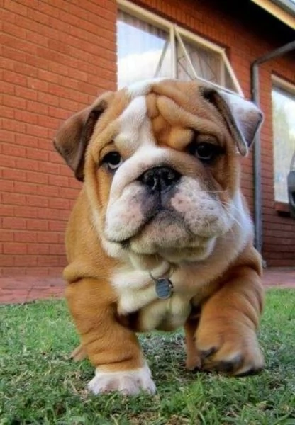 BARBONCINI TOY e NANI CUCCIOLI PAGAMENTO A RATE DA 50€/MESE – CONSEGNA IN TUTTA ITALIA | Foto 6