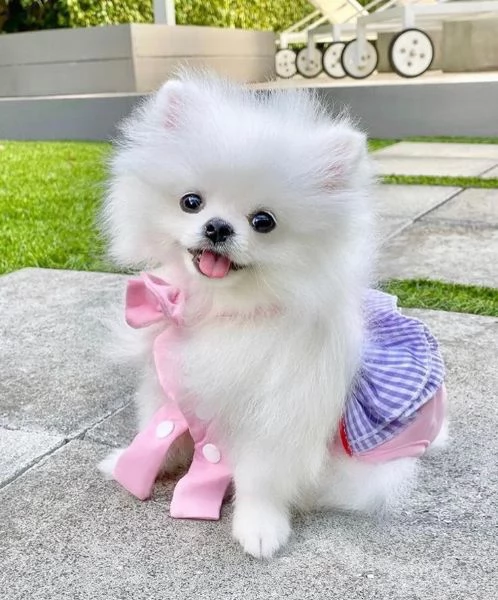 BARBONCINI TOY e NANI CUCCIOLI PAGAMENTO A RATE DA 50€/MESE – CONSEGNA IN TUTTA ITALIA | Foto 5