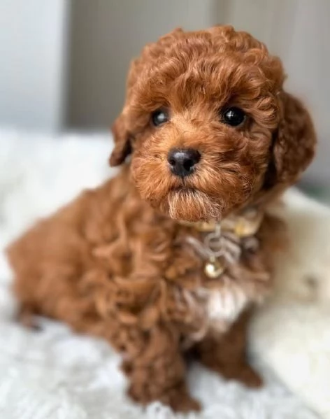 BARBONCINO TOY - BARBONCINI NANI CUCCIOLI PAGAMENTO A RATE DA 50&euro;/MESE