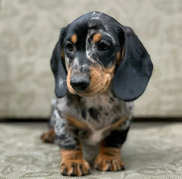 BARBONCINI TOY e NANI CUCCIOLI PAGAMENTO A RATE DA 50€/MESE – CONSEGNA IN TUTTA ITALIA | Foto 4