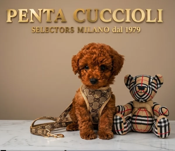 BARBONCINO TOY - BARBONCINI NANI CUCCIOLI PAGAMENTO A RATE DA 50&euro;/MESE