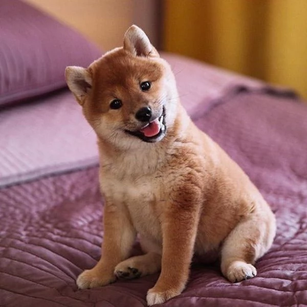 BARBONCINI TOY e NANI CUCCIOLI PAGAMENTO A RATE DA 50€/MESE – CONSEGNA IN TUTTA ITALIA | Foto 3