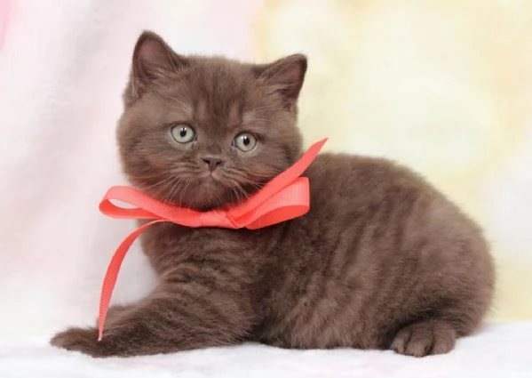 BRITISH SHORTHAIR BROWN TABBY CUCCIOLI PAGAMENTO A RATE DA 50&euro;/MESE – CONSEGNA IN TUTTA ITALIA