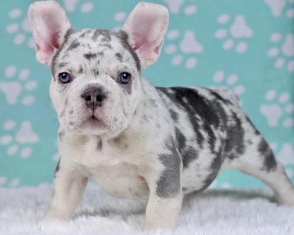 BARBONCINI TOY e NANI CUCCIOLI PAGAMENTO A RATE DA 50€/MESE – CONSEGNA IN TUTTA ITALIA | Foto 2