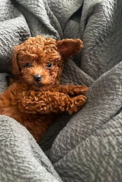 BARBONCINI TOY e NANI CUCCIOLI PAGAMENTO A RATE DA 50€/MESE – CONSEGNA IN TUTTA ITALIA | Foto 0