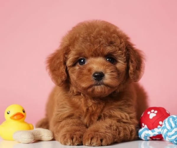 BARBONCINI TOY e NANI CUCCIOLI PAGAMENTO A RATE DA 50€/MESE – CONSEGNA IN TUTTA ITALIA