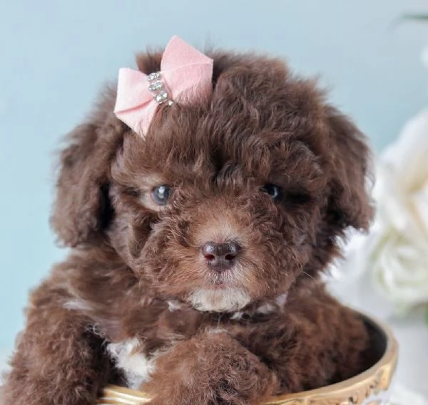 BARBONCINO TOY - BARBONCINI NANI CHOCO CUCCIOLI PAGAMENTO A RATE DA 50&euro;/MESE | Foto 0