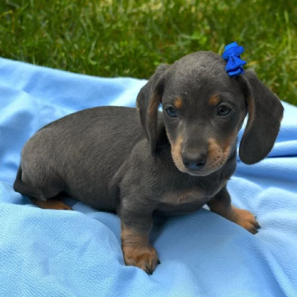 MALTIPOO - MALTIPO CUCCIOLI - pagamento personalizzato | Foto 13