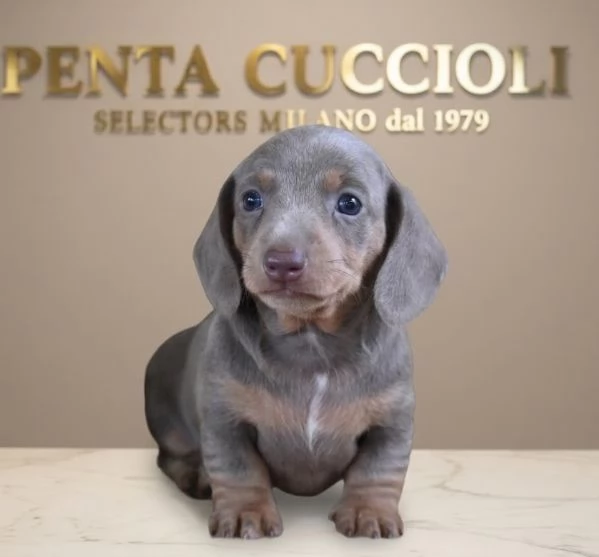 BASSOTTO NANO -  BASSOTTI NANI TEDESCHI BLU CUCCIOLI - pagamento personalizzato
