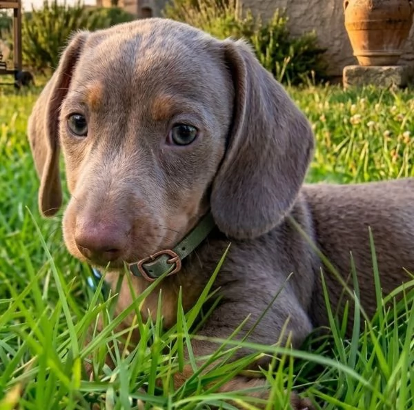 BASSOTTO NANO -  BASSOTTI NANI TEDESCHI BLU CUCCIOLI - pagamento personalizzato