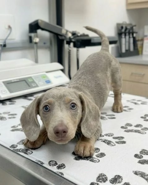 BASSOTTO NANO -  BASSOTTI NANI TEDESCHI BLU CUCCIOLI - pagamento personalizzato | Foto 8