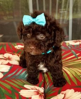 MAINE COON TABBY CUCCIOLI- pagamento personalizzato | Foto 2