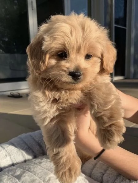 MAINE COON TABBY CUCCIOLI- pagamento personalizzato | Foto 0