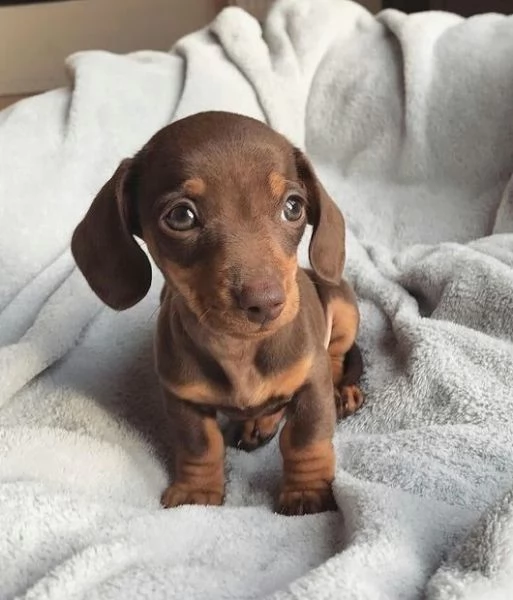 BASSOTTO NANO -  BASSOTTI NANI TEDESCHI CHOCO CUCCIOLI - pagamento personalizzato | Foto 1
