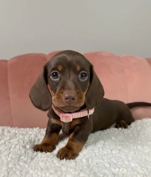 BASSOTTO NANO -  BASSOTTI NANI TEDESCHI CHOCO CUCCIOLI - pagamento personalizzato