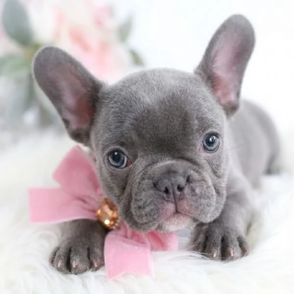 BULLDOG FRANCESE - BOULEDOGUE CUCCIOLI - pagamento personalizzato | Foto 0