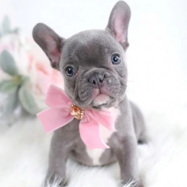 BULLDOG FRANCESE - BOULEDOGUE CUCCIOLI - pagamento personalizzato