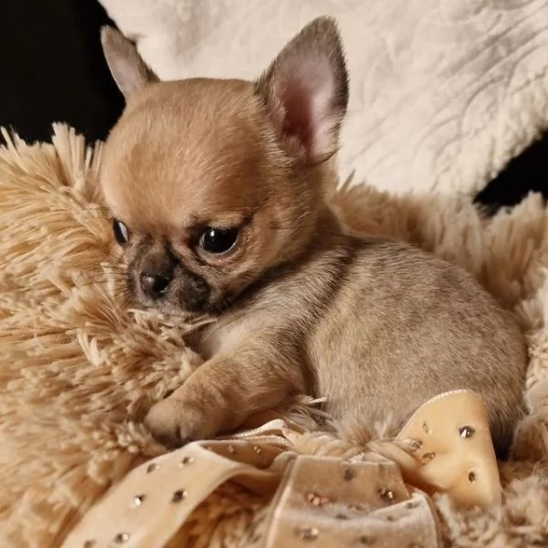 BULLDOG - BOULEDOGUE FRANCESE POKET MERLE CUCCIOLI- pagamento agevolato | Foto 10