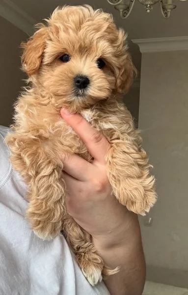 MALTIPOO - MALTIPO CUCCIOLI- pagamento agevolato | Foto 17