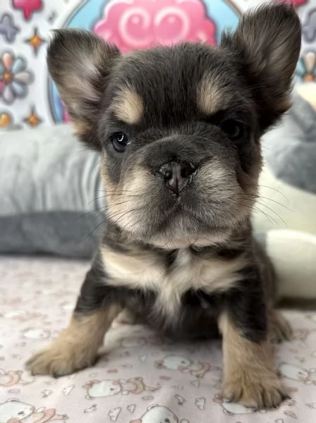 BULLDOG - BOULEDOGUE FRANCESE FLUFFY CUCCIOLI- pagamento agevolato | Foto 9