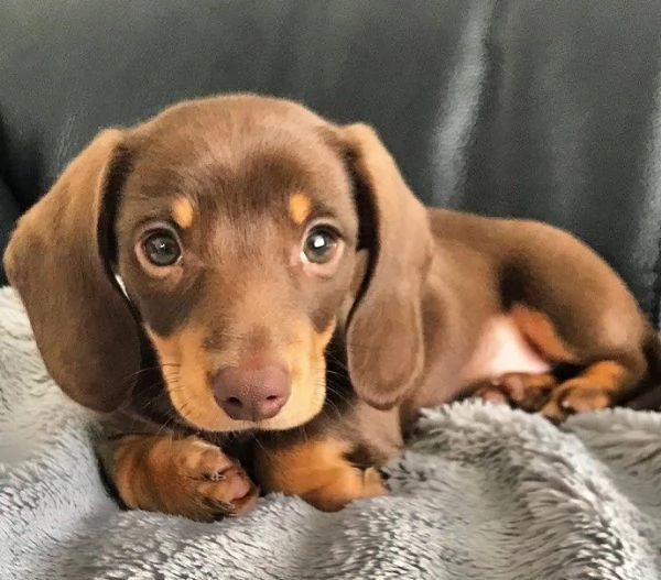 BULLDOG - BOULEDOGUE FRANCESE POKET MERLE CUCCIOLI- pagamento agevolato | Foto 6