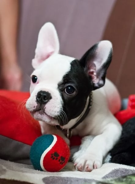 BULLDOG - BOULEDOGUE FRANCESE  BIANCHI E NERO CUCCIOLI- pagamento agevolato