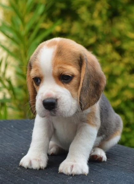 BULLDOG - BOULEDOGUE FRANCESE POKET MERLE CUCCIOLI- pagamento agevolato | Foto 5