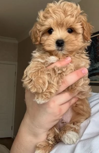 MALTIPOO - MALTIPO CUCCIOLI- pagamento agevolato | Foto 9