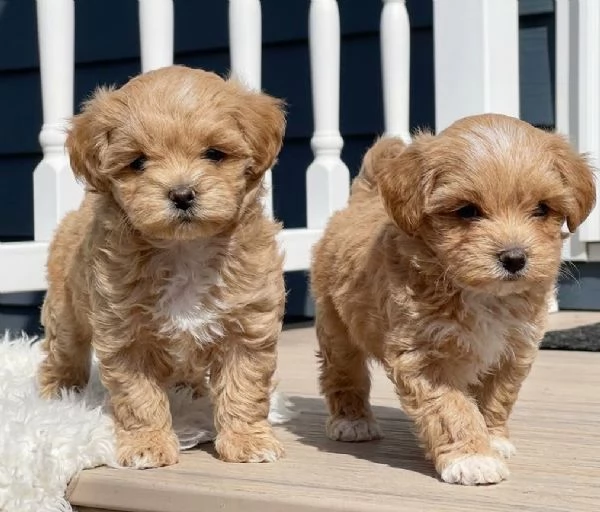 MALTIPOO - MALTIPO CUCCIOLI- pagamento agevolato