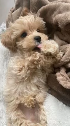 BULLDOG - BOULEDOGUE FRANCESE POKET MERLE CUCCIOLI- pagamento agevolato | Foto 4