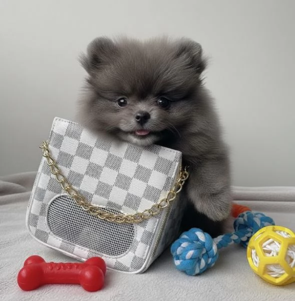 BULLDOG - BOULEDOGUE FRANCESE POKET MERLE CUCCIOLI- pagamento agevolato | Foto 3