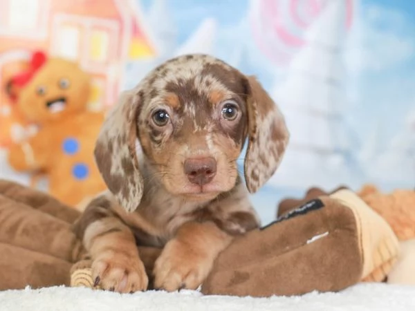 BULLDOG - BOULEDOGUE FRANCESE POKET MERLE CUCCIOLI- pagamento agevolato | Foto 2