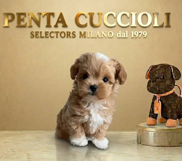 MALTIPOO - MALTIPO CUCCIOLI- pagamento agevolato | Foto 2