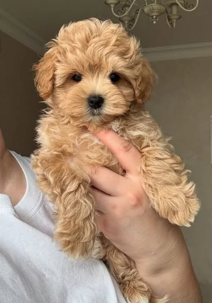MALTIPOO - MALTIPO CUCCIOLI- pagamento agevolato