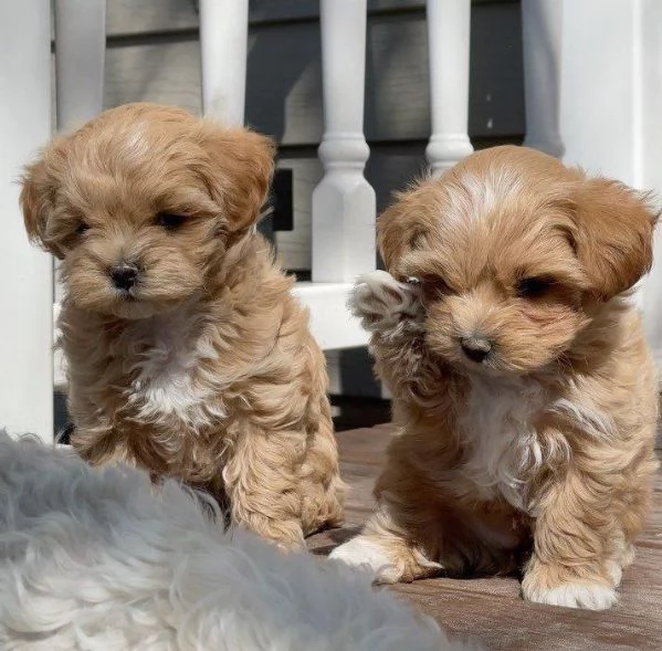 MALTIPOO - MALTIPO CUCCIOLI- pagamento agevolato | Foto 1