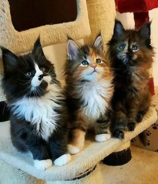 Maine Coon XXL cuccioli 