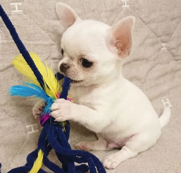 CHIHUAHUA TOY CUCCIOLI selezionati - pagamento rateale | Foto 0