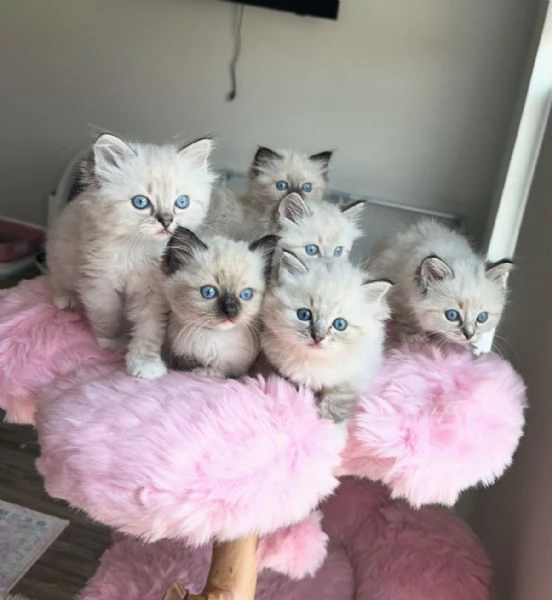 Ragdoll - cuccioli selezionati - pagamento rateale