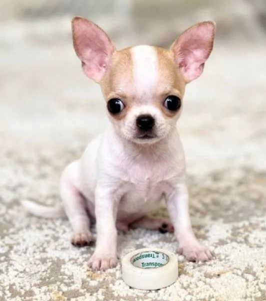 CHIHUAHUA TOY CUCCIOLI selezionati - pagamento rateale