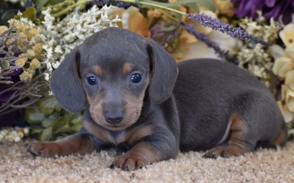 BASSOTTO NANO TEDESCO - BASSOTTI NANI BLU cuccioli selezionati - pagamento rateale