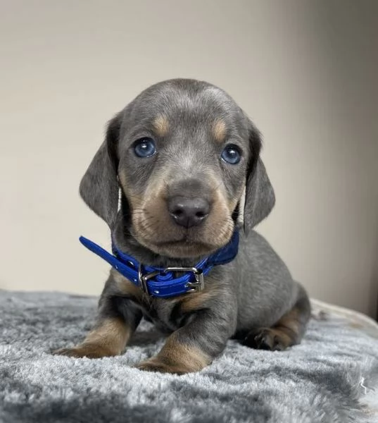 BASSOTTO NANO TEDESCO BLU CUCCIOLI - BASSOTTI NANI rate da 12 mesi