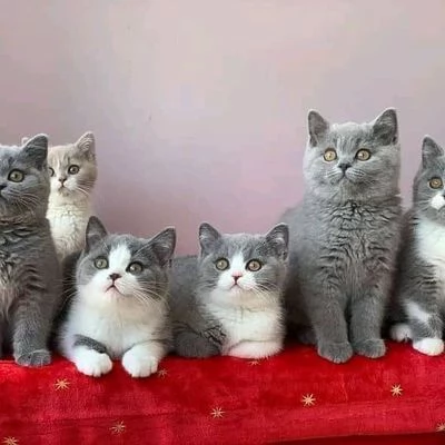 British shorthair blue e bianco