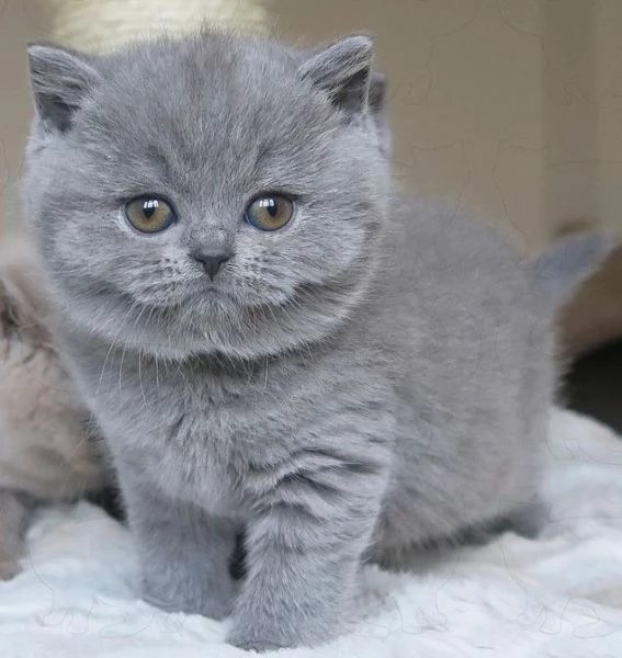 BRITISH SHORTHAIR BLU CUCCIOLI -  rate da 12 mesi | Foto 8