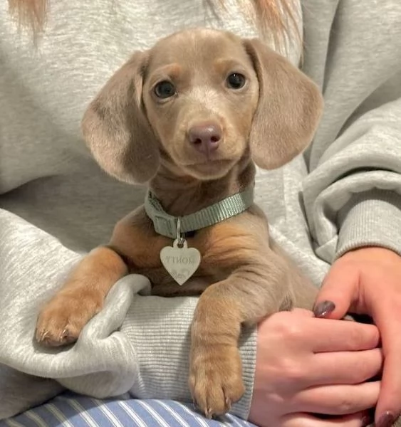 BASSOTTO NANO TEDESCO BLU CUCCIOLI - BASSOTTI NANI rate da 12 mesi