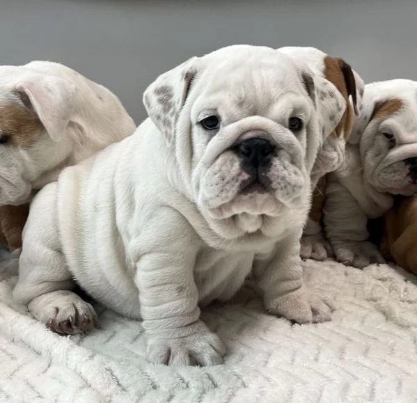 BULLDOG INGLESE PUPPY BIANCO ARANCIO -  rate da 12 mesi | Foto 2